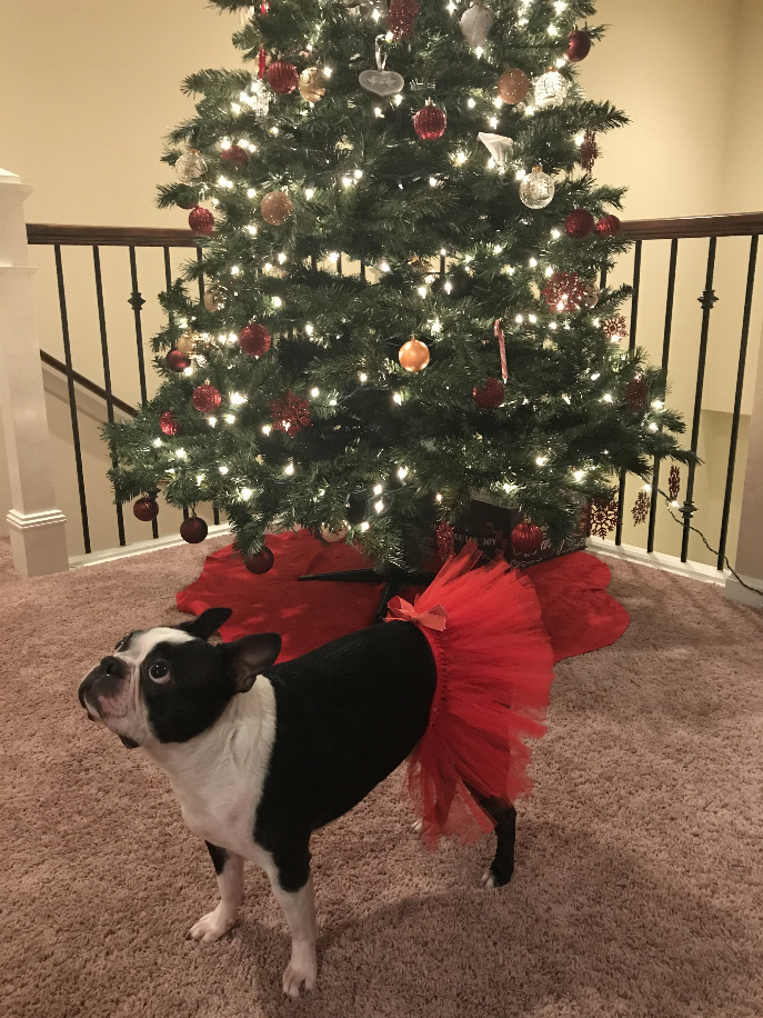 Red Christmas Dog Tutu Skirt (Medium)