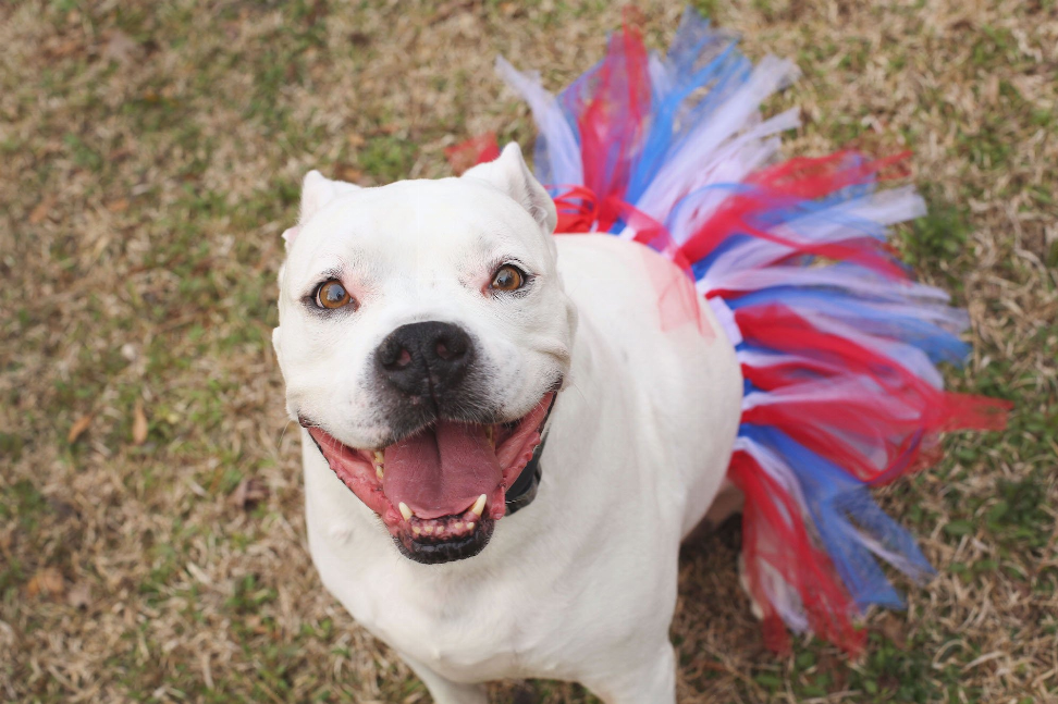 Red/White/Blue 4th Of July Dog Tutu Skirt (Small)