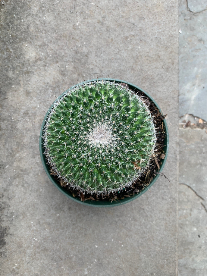 Round Cactus Big Cactus Ball Cactus