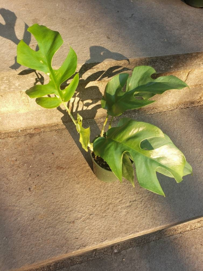 Rhaphidophora Tetrasperma Plant Leafy House Plant