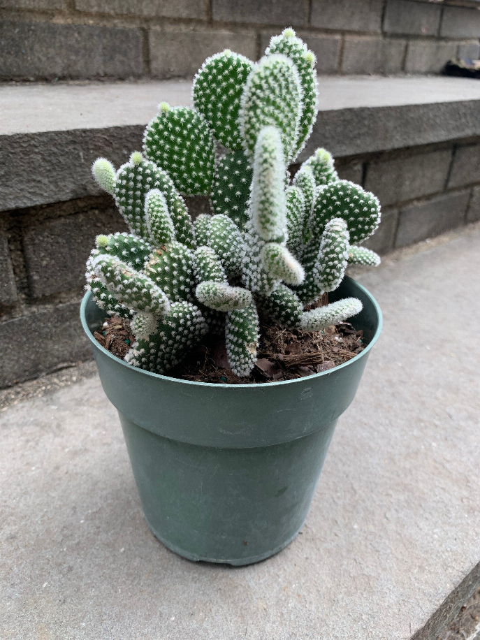 Large Cactus Bunny Ears Cactus 6 Inch Pot