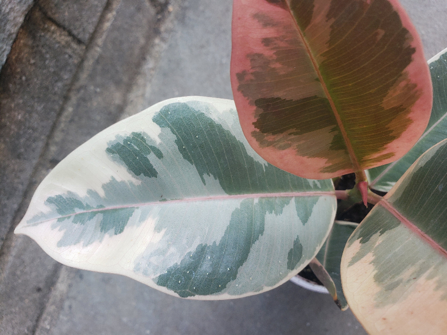 Rubber Ficus Tineke Variegated Plant Leafy House Plant