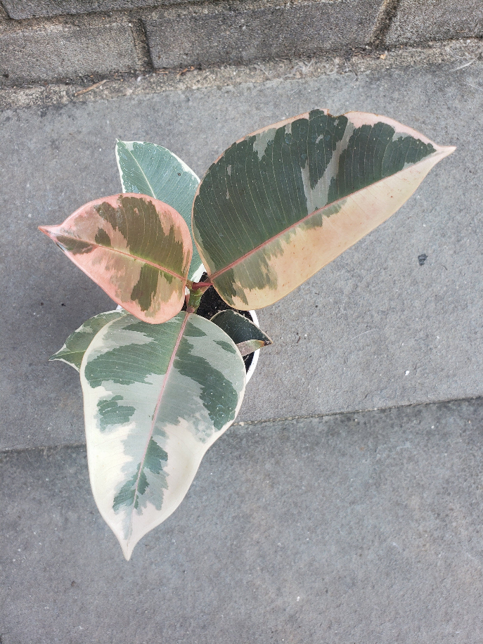 Rubber Ficus Tineke Variegated Plant Leafy House Plant