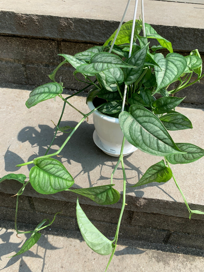 Monstera Siltepecana Hanging Basket Leafy House Variegated Plant