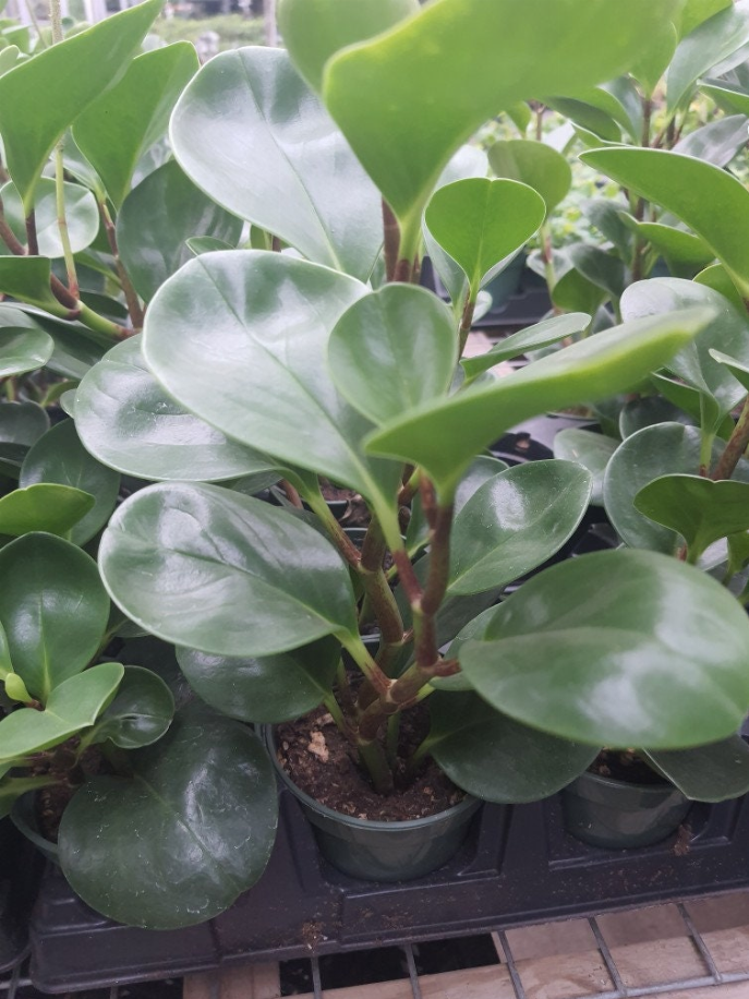 Green Peperomia Obtusifolia House Plant