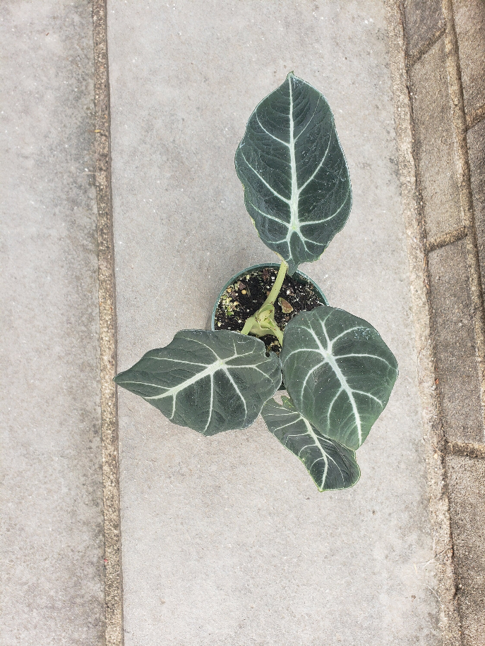Alocasia Black Velvet Big Leaf Plant