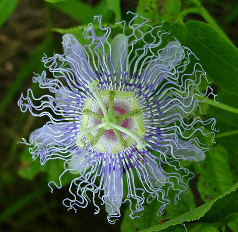Passion Flower - Mood Anxiety Stress Sedative & Pain Support* - The Petz Kitchen